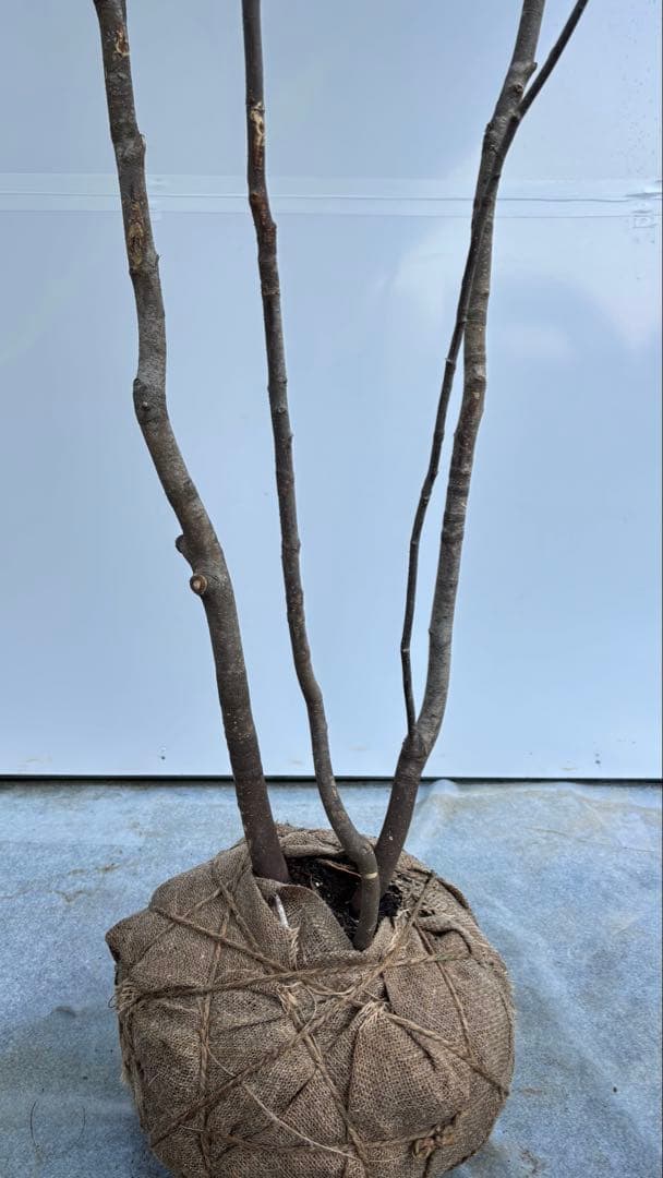 美しい樹形が魅力的 山採り ハイノキ 株立 735 樹高2.1m位 高級樹