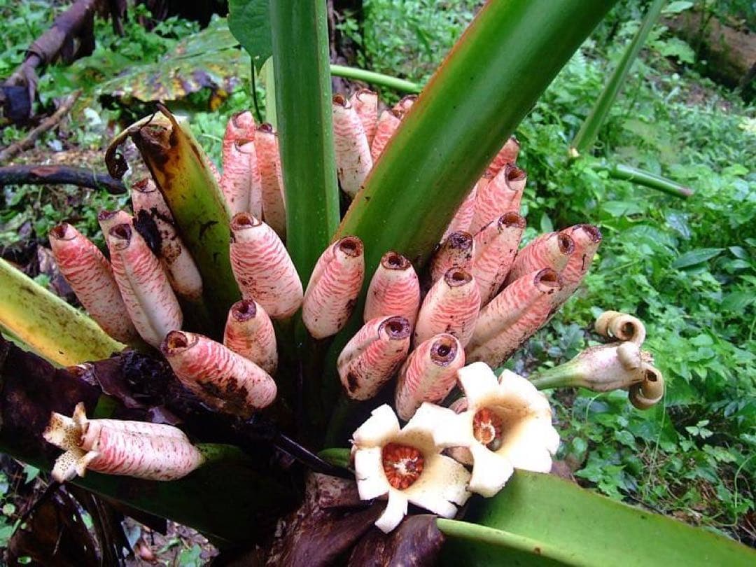 原種 世界最大 アロカシア ロブスタ サトイモ科 アロイド パルダリウム