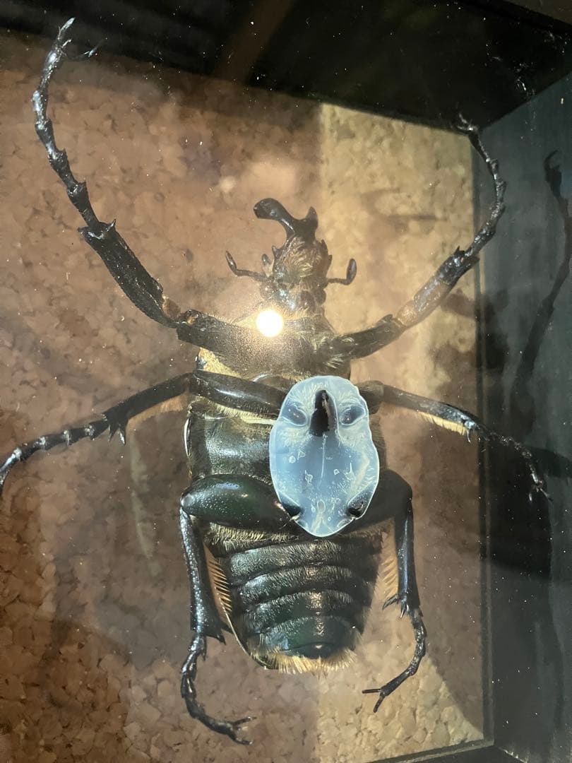 標本/ゴライアスオオツノハナムグリ/ゴライアスオリエンタリス