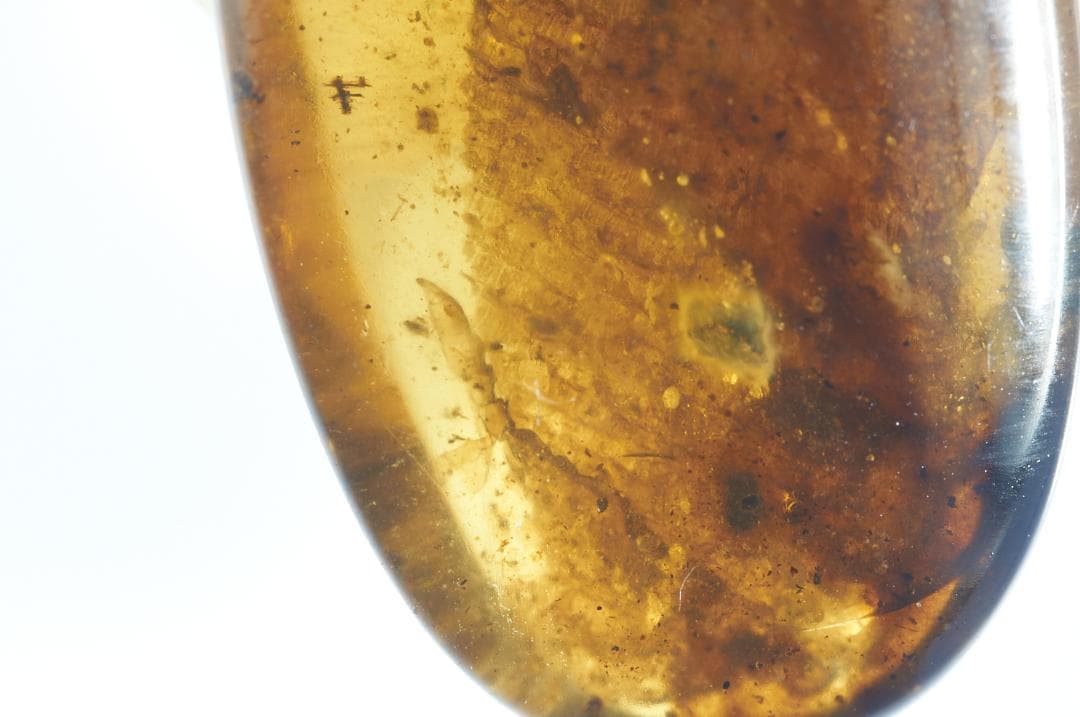 レア極上品 PA114虫入り琥珀化石 ミャンマーカムティかタナイ9900万年