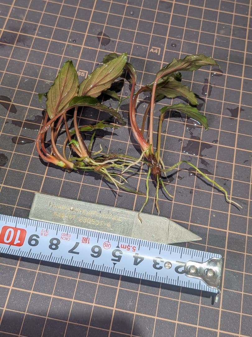 Homalomena aff. vitifolius 赤備 2株 - メルカリ