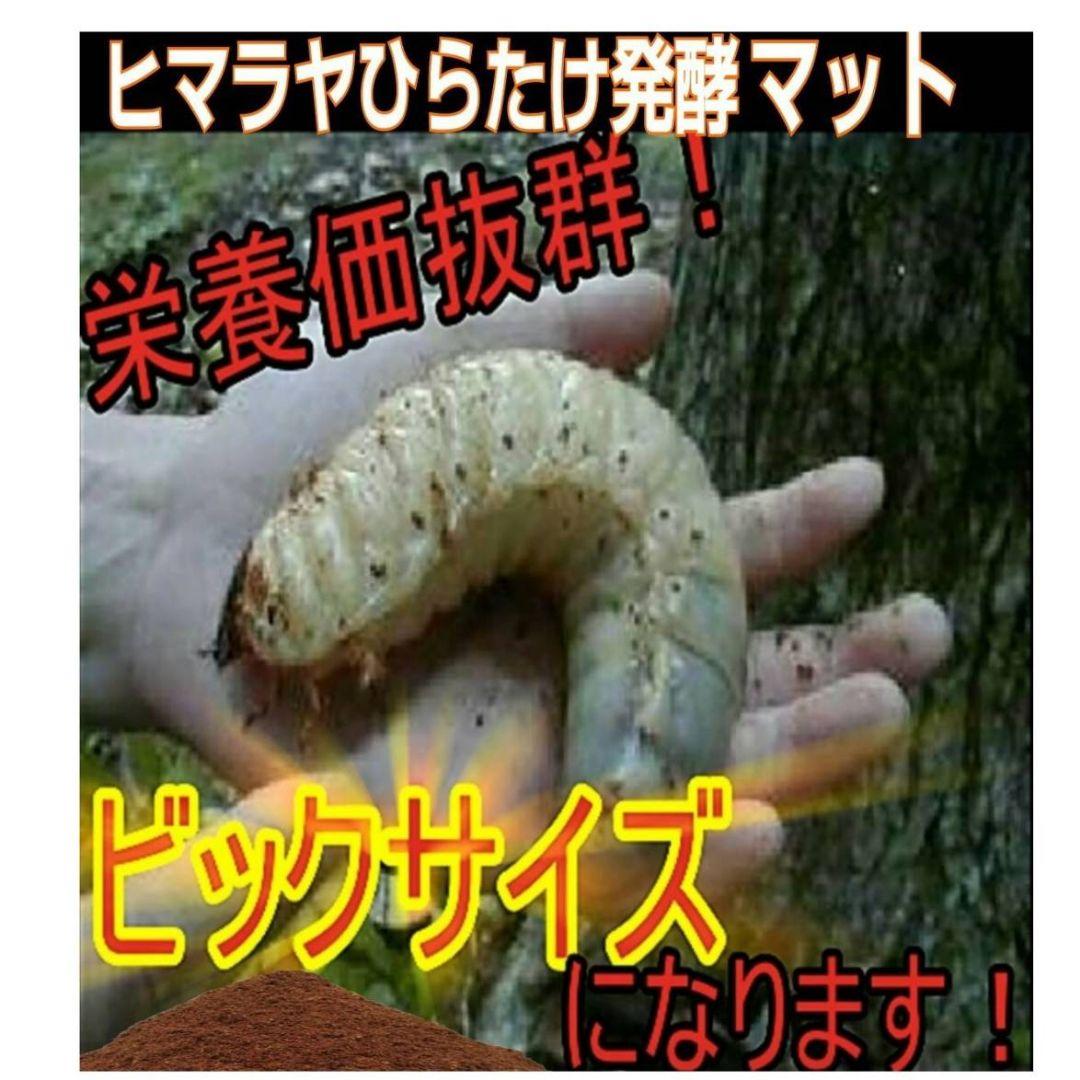 シボリアゲハ ♂標本☆北東インド産☆大型美麗個体☆この産地この状態