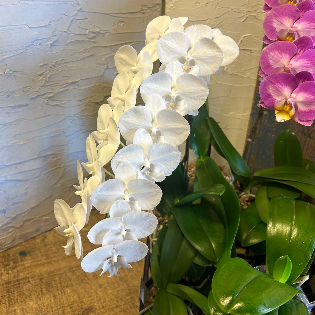 胡蝶蘭 色々アソート 育成用株込み ファレノプシス - メルカリ