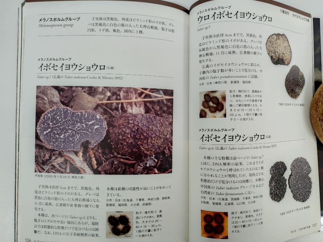日本のトリュフ。地下で進化したキノコの仲間たち 地下生菌 識別図鑑