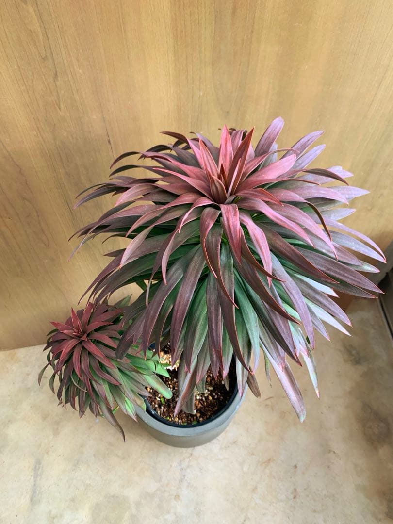 ユッカ・ディスメチアーナ コンパクタ 枝分かれ - メルカリ