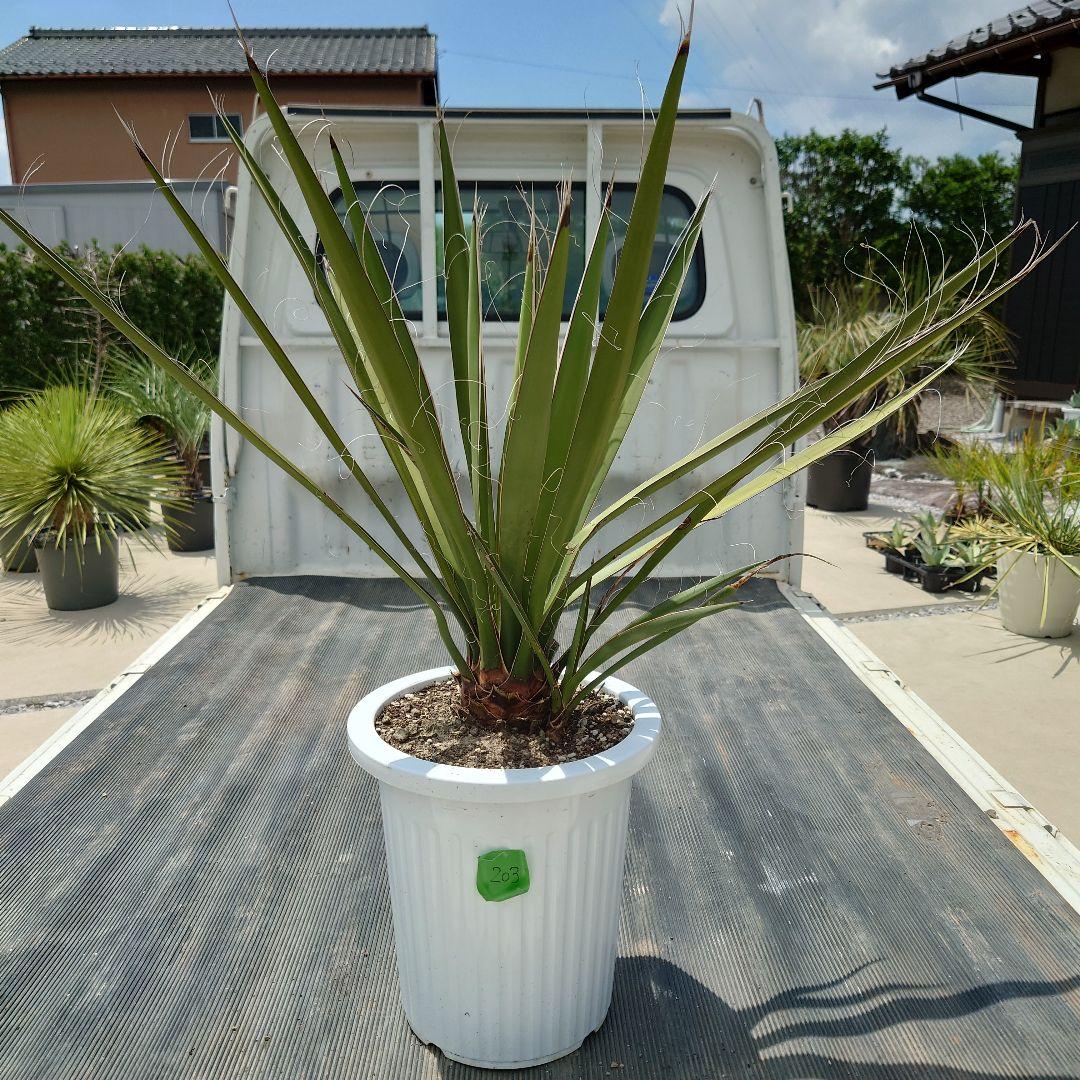 ☆希少☆ベゴニア マクラータ 斑入り 発根管理中