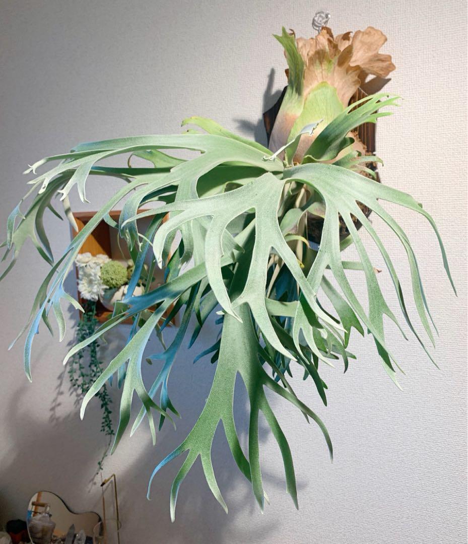 め*る様 ビカクシダ 月光爪哇 P.月光爪哇 OC 安心サイズ！オークション♪