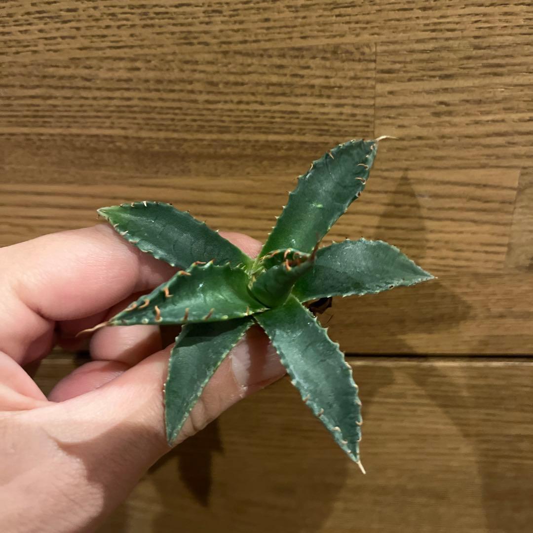 アガベハイブリッド エボリスピナ×モンタナ HIDDENAGAVEことジェレミー