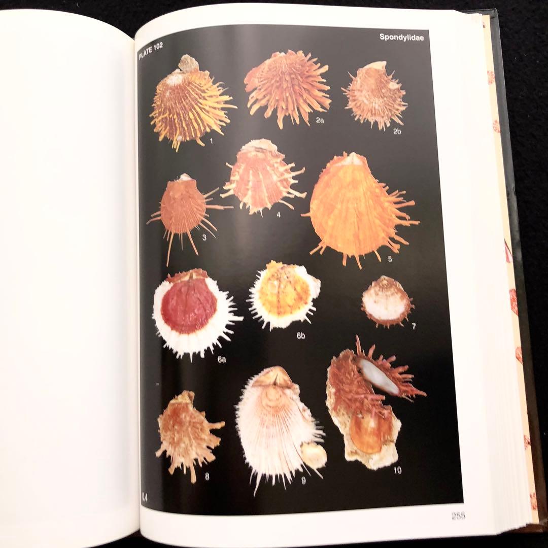 インドネシアの貝類と化石 図鑑「Indonesian Shells」 - メルカリ