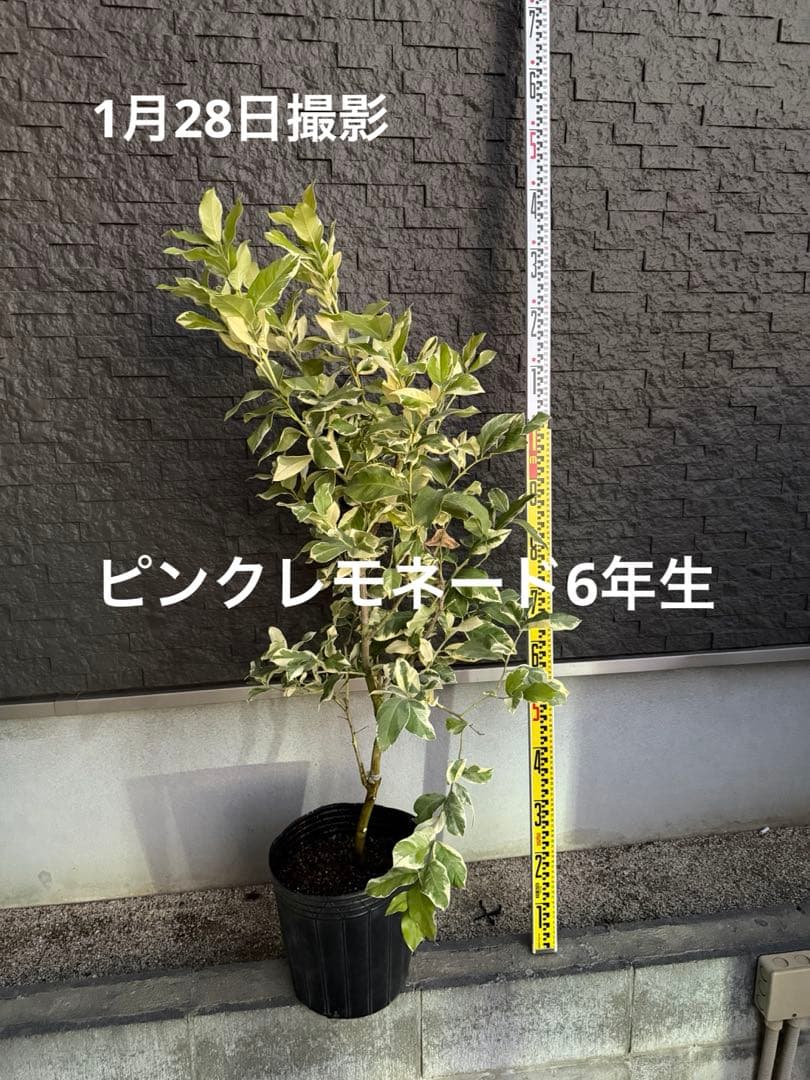 ピンクレモネード 6年生 中型果樹 黒鉢 植木 楽天市場】【現品発送】ピンクレモネード 斑入りレモンの木 10号 樹高