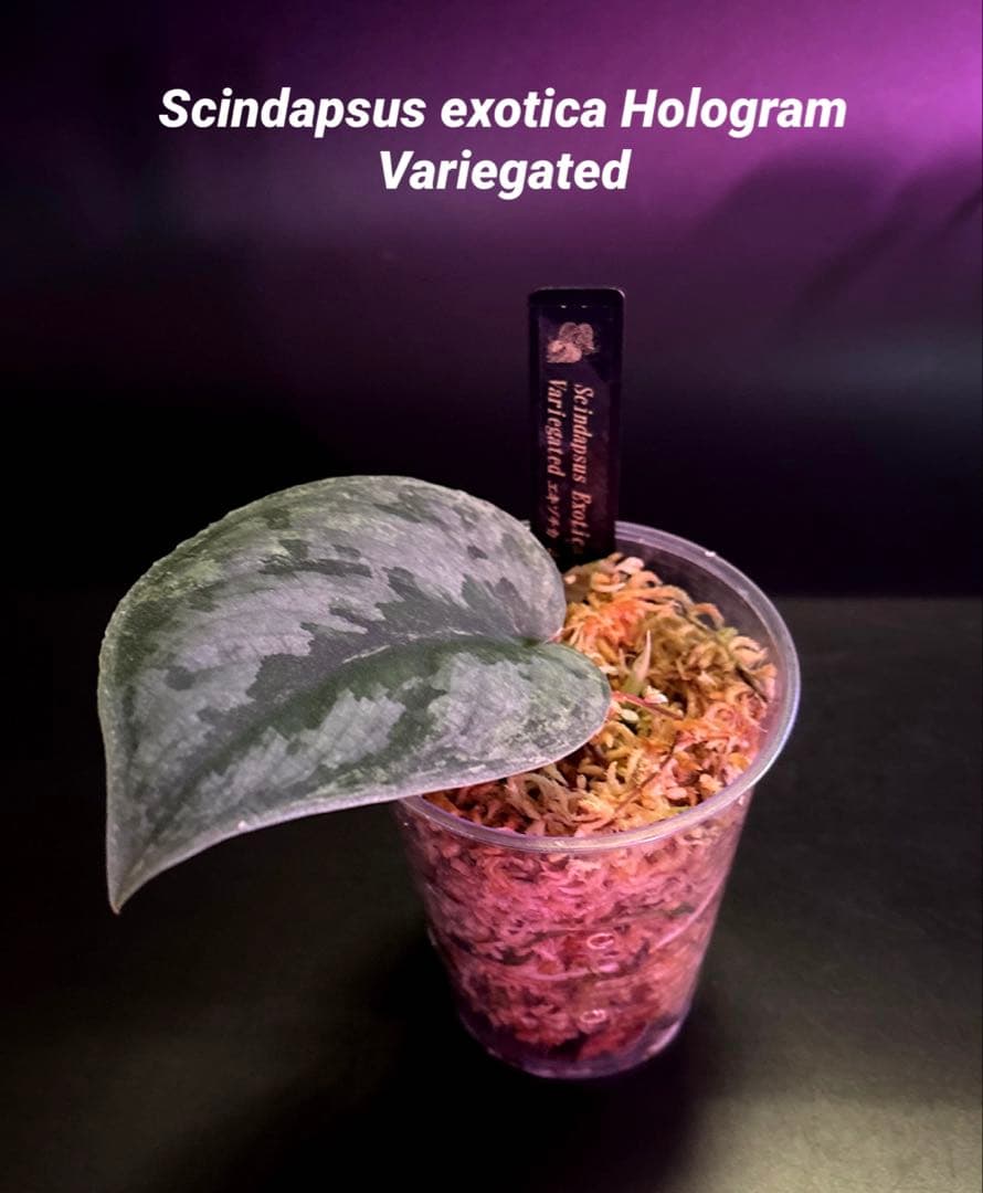 スキンダプサス セット A2