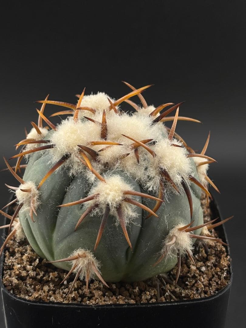 国内繁殖希少苗 強刺 雷帝 エキノカクタス 台付 サボテン - メルカリ
