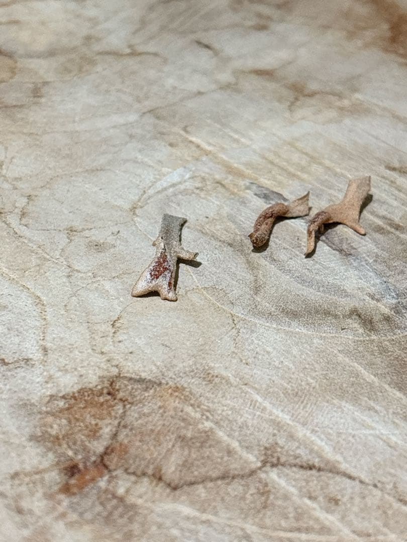 willinckii Jenny #1 & OMG胞子 セット ビカクシダ P.willinckii dwarf