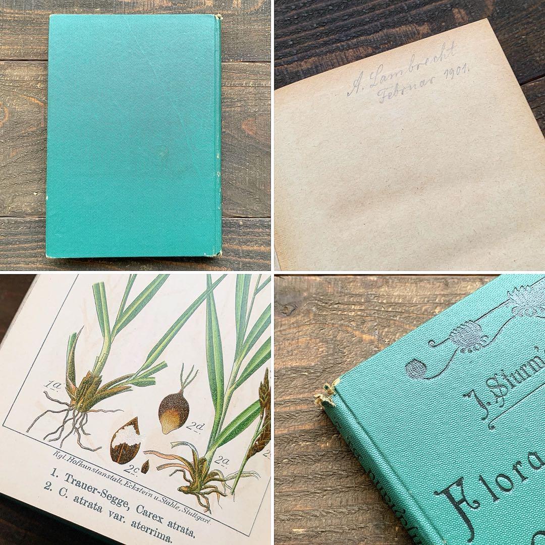 1900年]ドイツの古い植物図鑑/植物画 ボタニカルアート リトグラフ