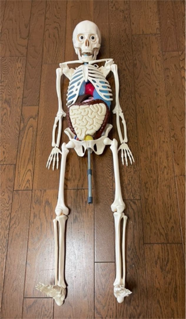 体のふしぎ 人体模型アーサー 消化のしくみ 冊子 - メルカリ