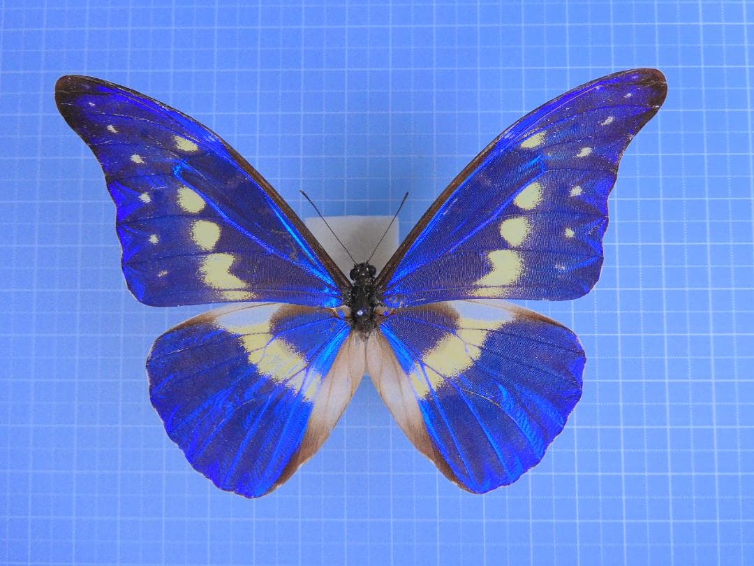 標本 Peru Morpho helena 98mm very small rare RARE Morpho Rhetenor Helena Real Butterfly Framed Entomology