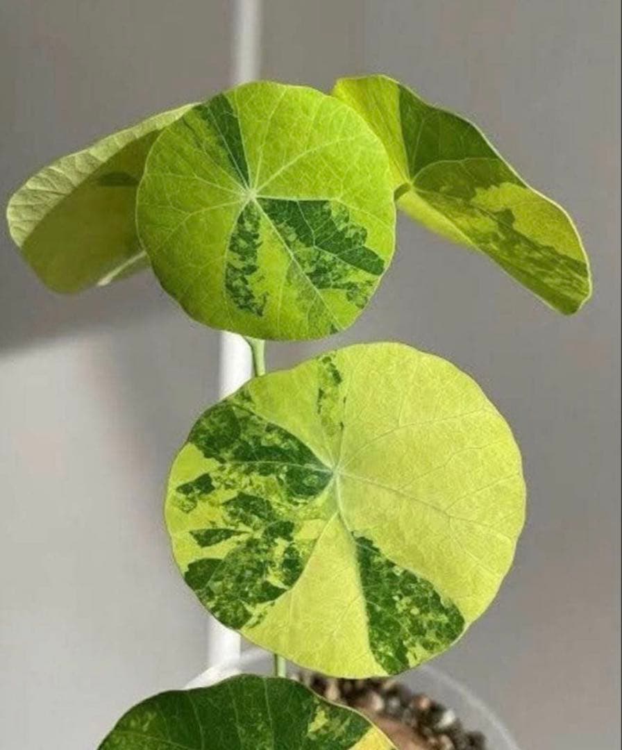 黄斑入り ステファニア スベローサ コーデックス 怪奇植物 球根 多肉