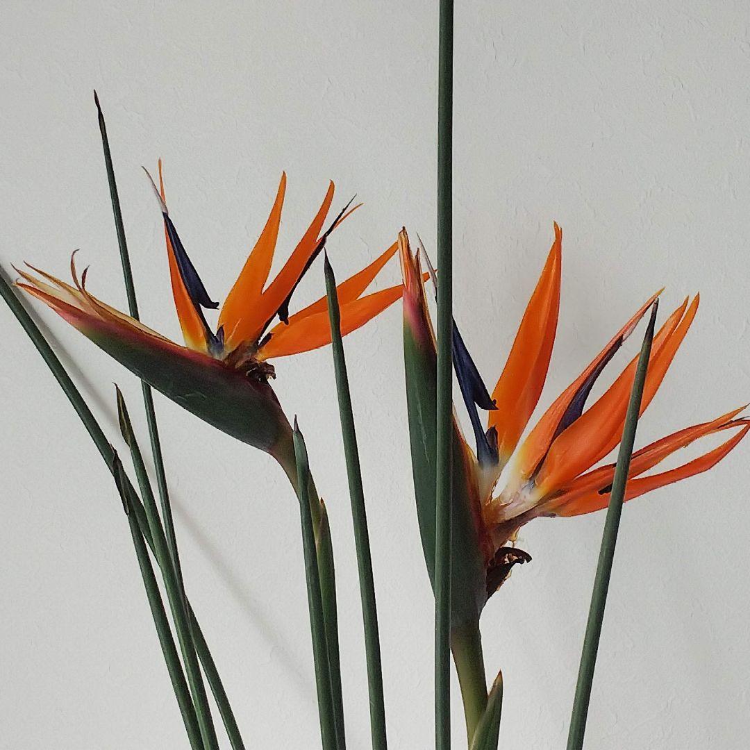 ストレリチア充実株・ジャンセア・ユンケア・ノンリーフ・底〜95cm