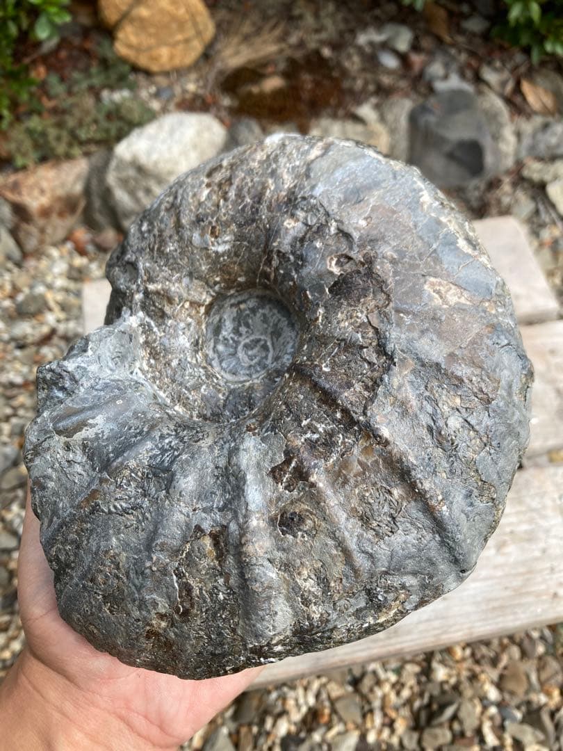 北海道　希産地　アンモナイト　1.7kg 化石