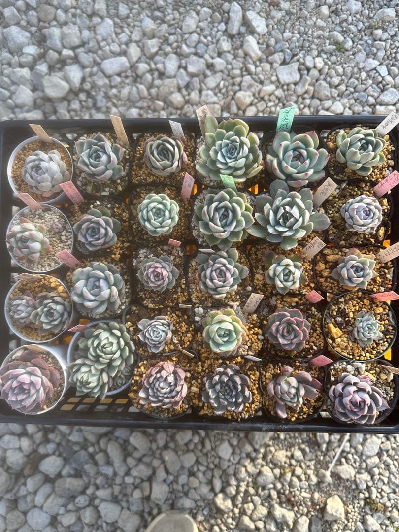 多肉植物セット☆メルカリ便匿名配送 No.25多肉植物スターオレンジ6苗根付きセット - メルカリ