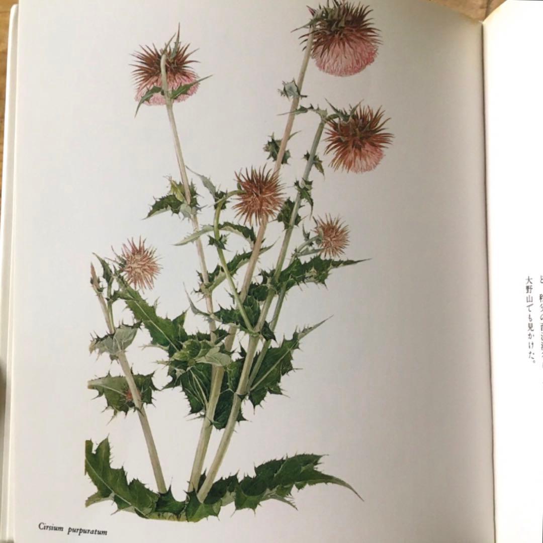 美品 植物画 太田洋愛 画文集 花の肖像 趣味の園芸 貴重 ボタニカル