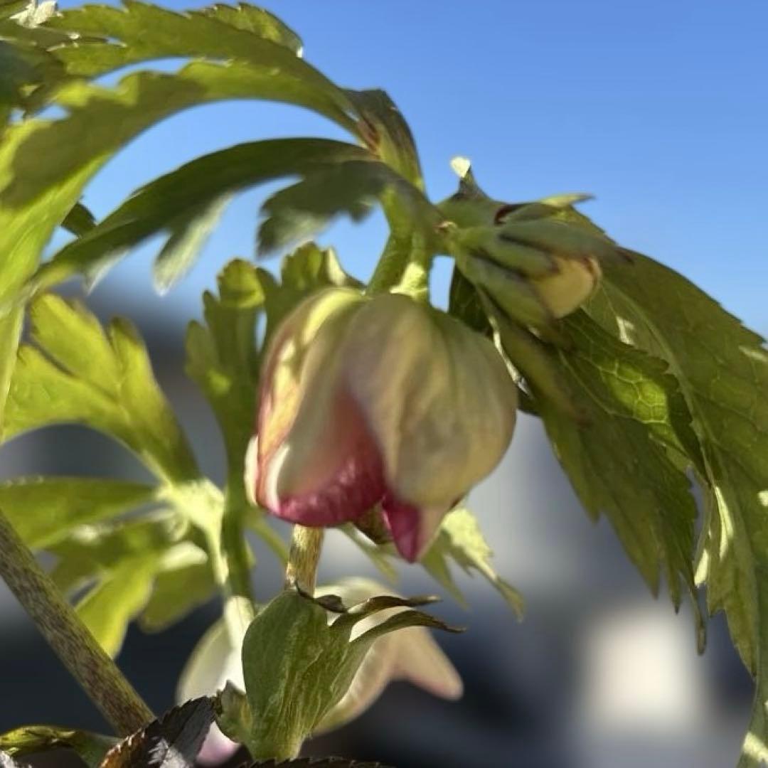 ポーセリンss 大木ナーサリー クリスマスローズ タグ付き 現品 開花株