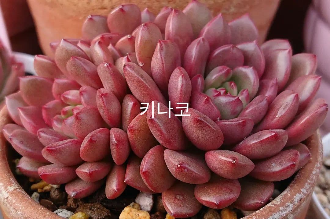 ドロステニア ギガス レア種 極美株