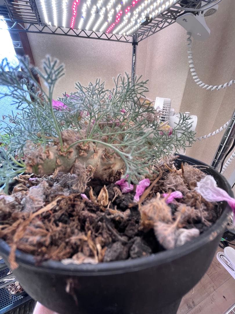 サウコカウロン ペニクリナム 大株 ラスト