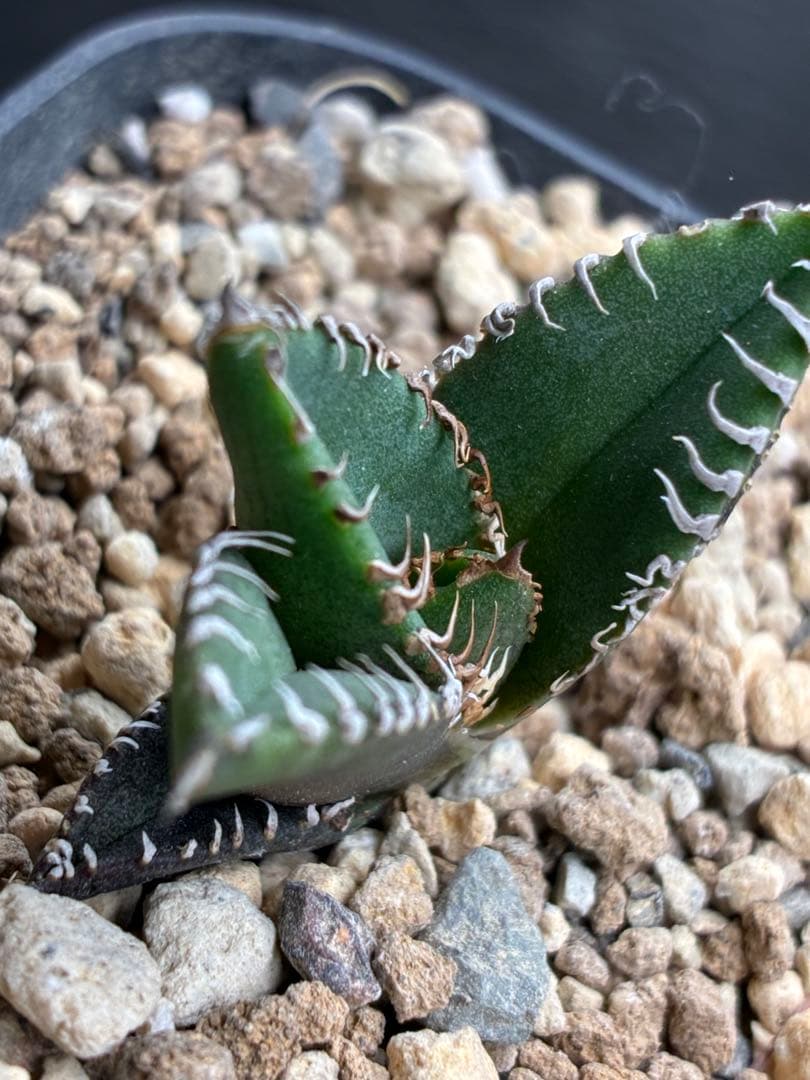 アガベ チタノタ「麻花龍」子株 極上強棘 特選美株 ブツブツ コレクシ