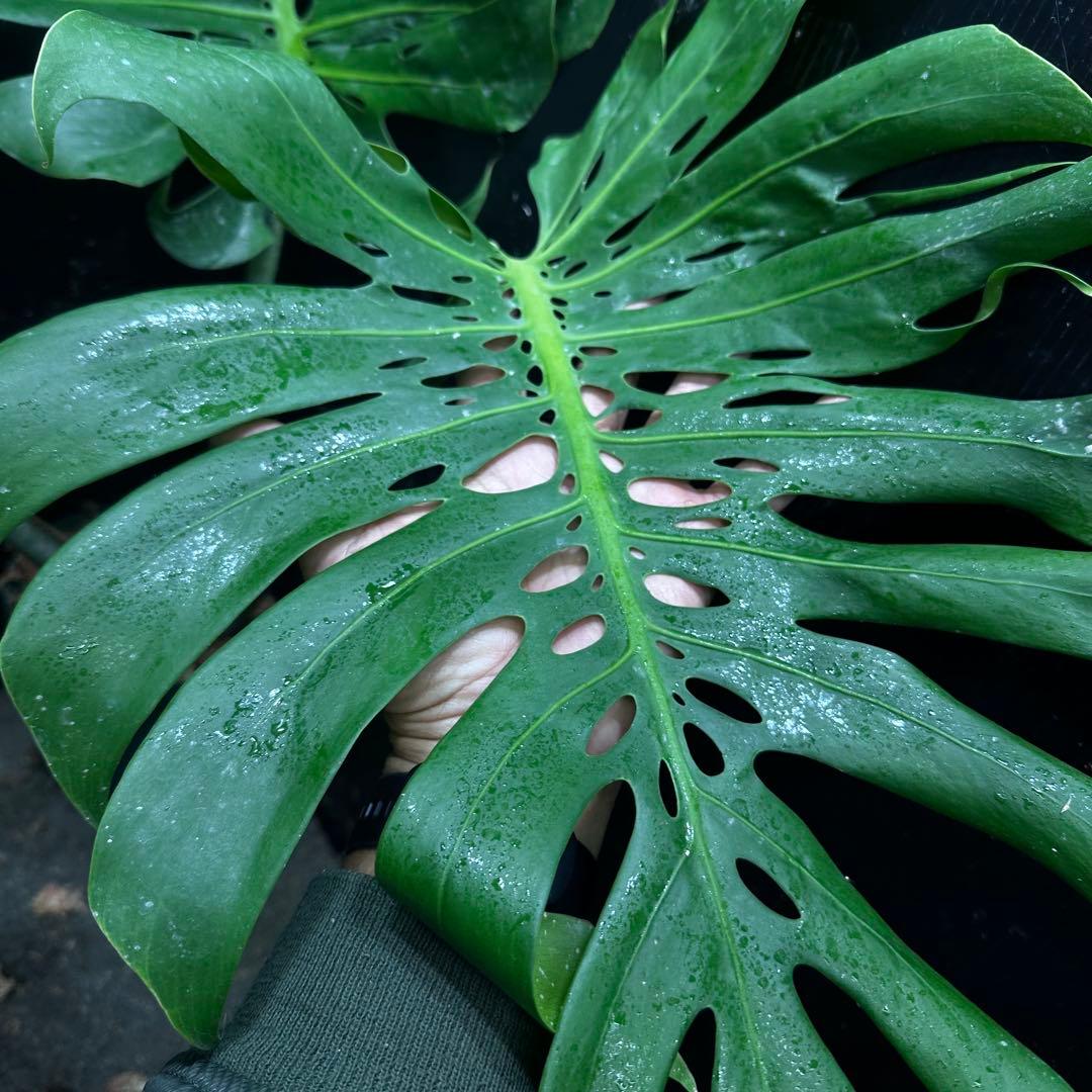 モンステラデリシオーサマクロコズム超希少系統鉢植え63㎝ モンステラ