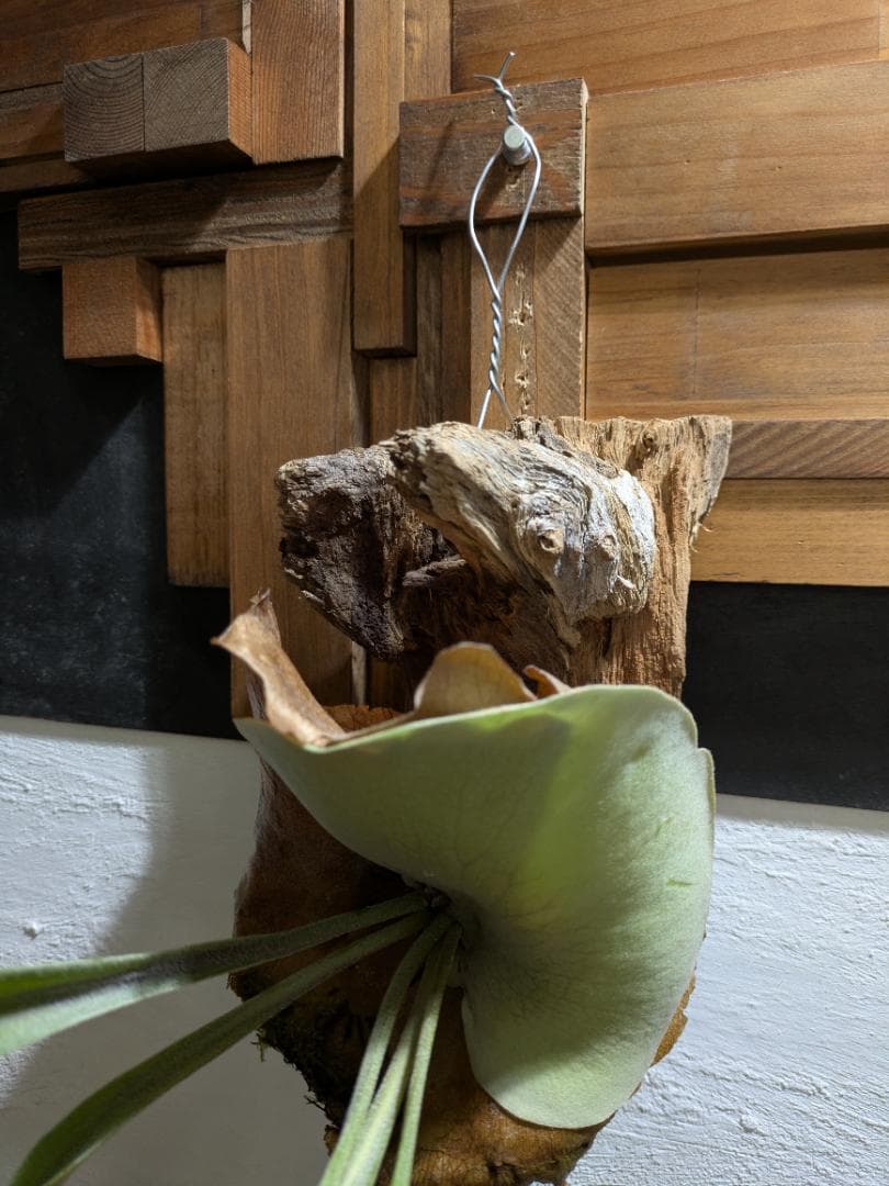 ハナ様ご依頼分プラティケリウム アルシコルネ＋チャイナビーン＋