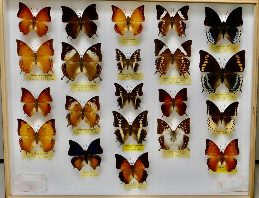 蝶標本トリバネアゲハ、オオルリアゲハなど19種37頭大型ドイツ標本箱2