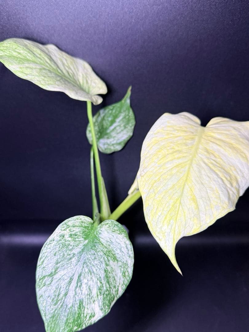 ホワイトモンスター天津蘭 モンステラ斑入り 速達付 - メルカリ