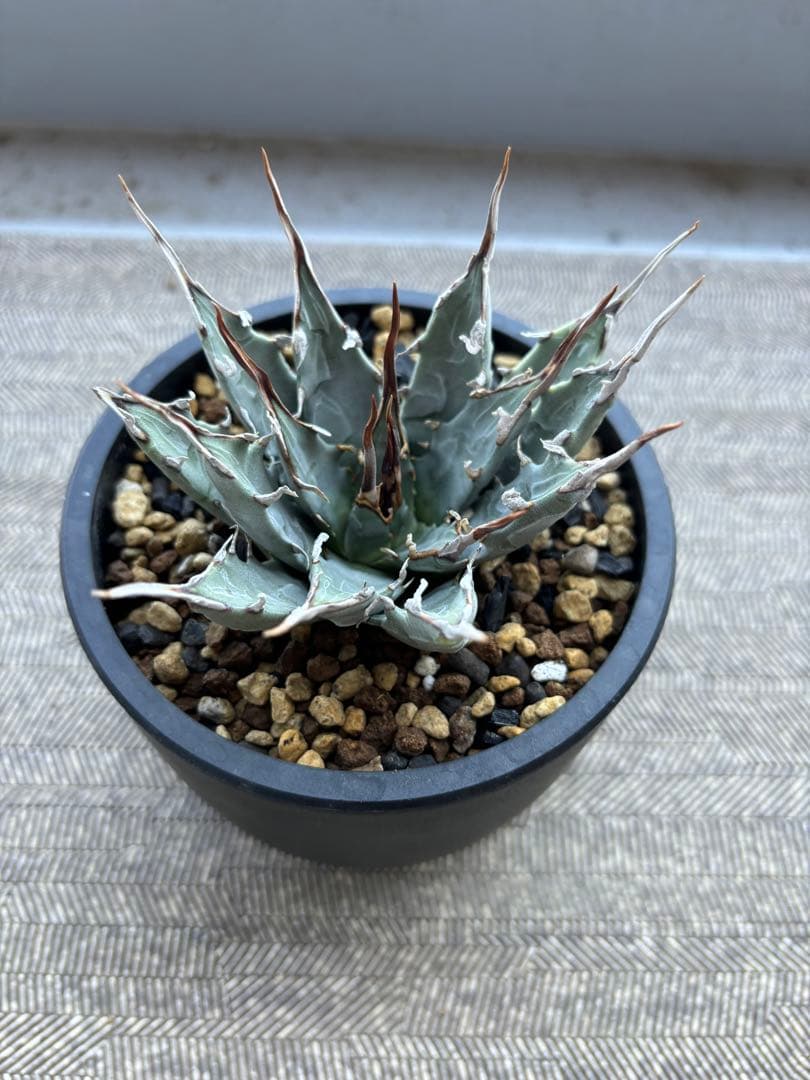 アガベ ユタエンシス エボリスピナ 陽炎 USA産