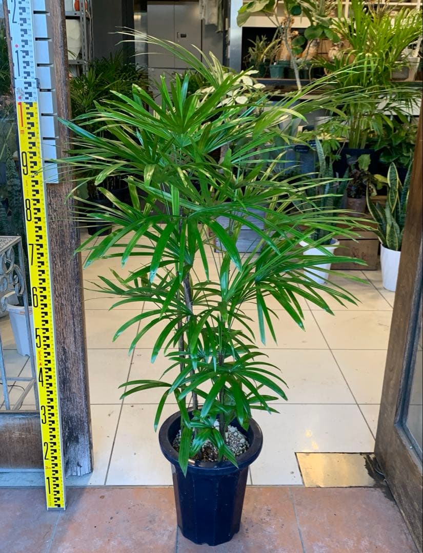 シュロチク 棕櫚竹 8号 6 楽天市場】棕櫚竹 シュロチク 8号 鉢カバー付き 送料無料 寒さに強い