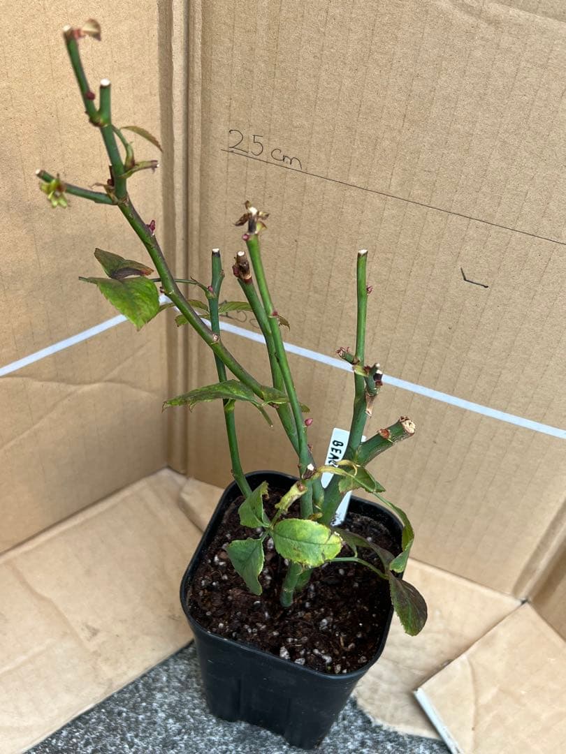 「古澤　蓮」切り花品種バラ苗　レア　4点