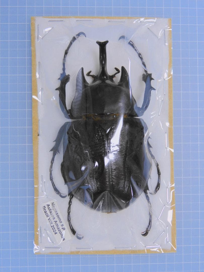 ブラジル産　ゾウカブト　89mmX47mm アヌビスゾウカブト（ブラジル産）成虫ペア | Dorcus-Saga