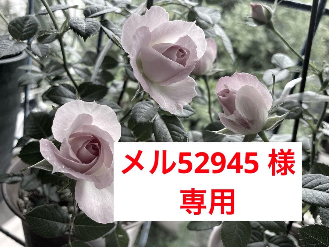 RAJAS クレオパトラアピナールソープ 美容液石鹸 & イオンゴールド3箱 Amazon | クレオパトラ石鹸 クレオパトラソープ 香水石鹸 せっけん