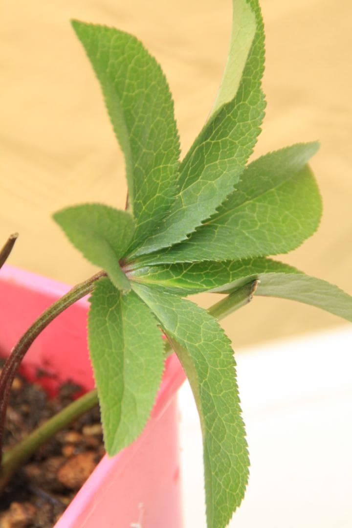 くり様ご確認用 クリスマスローズ未開花株（株分け 小さめ） - メルカリ