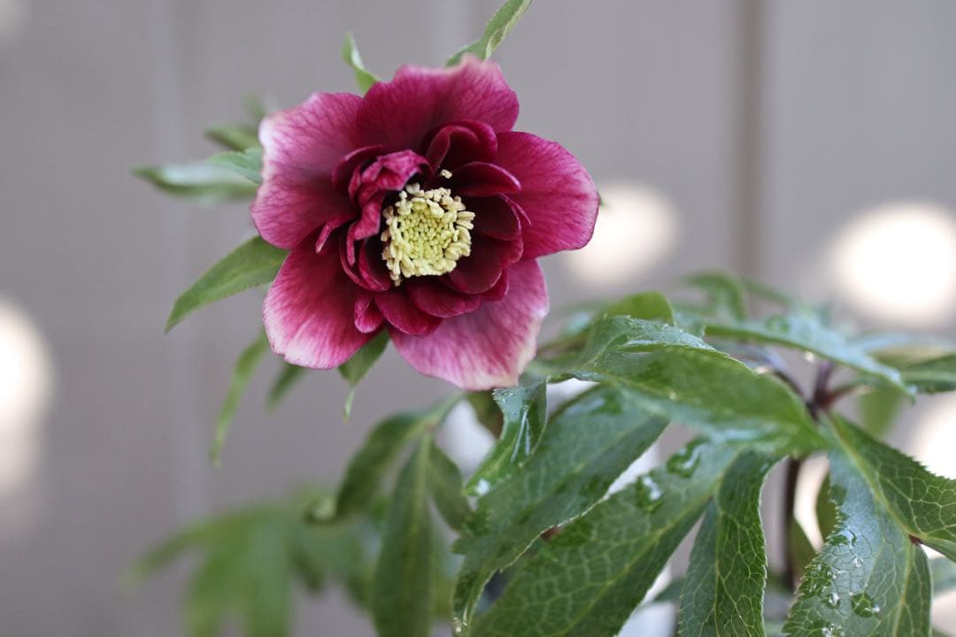 ♡広瀬園芸♡DDクリムゾンレッド 極上 ソレイユ系 - メルカリ