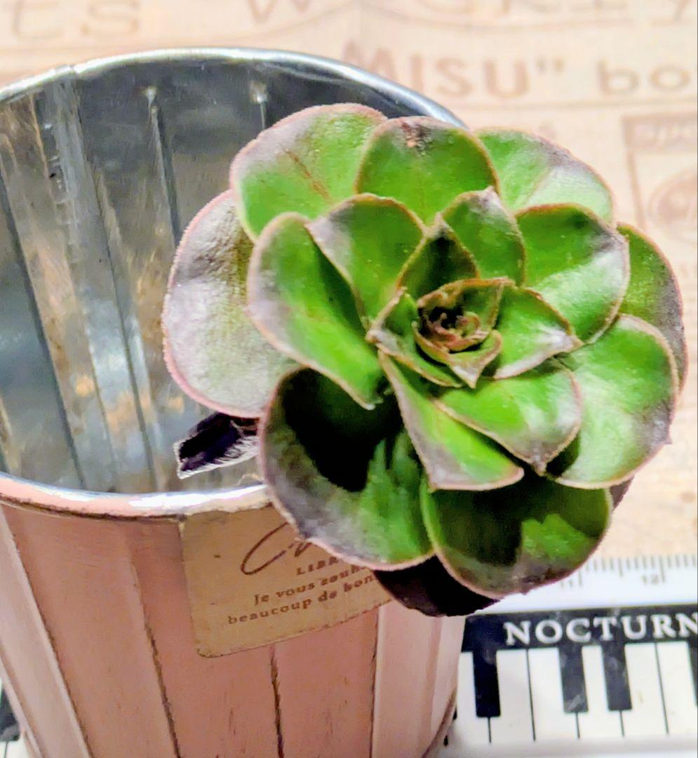 魅金ローズ アエオニウム 発根済み - メルカリ