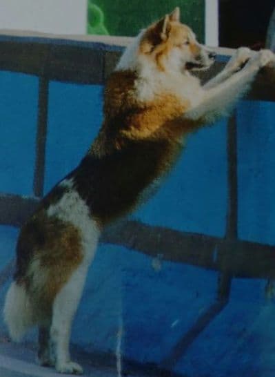 井口裕香カレンダーブック 3冊 B2ポスター サイン入りポストカード 5点セット