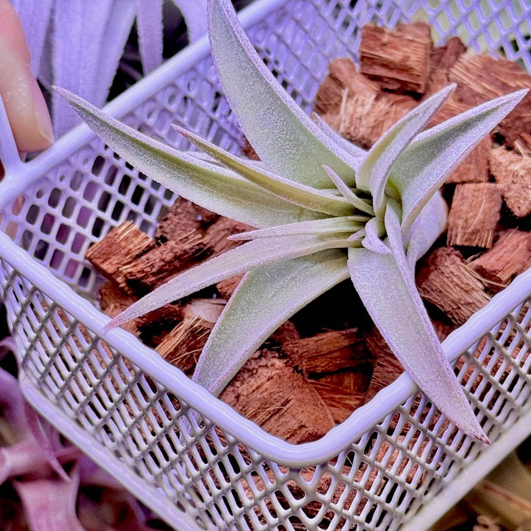 ケ*ン様 T. ehlersiana x chiapensis - メルカリ