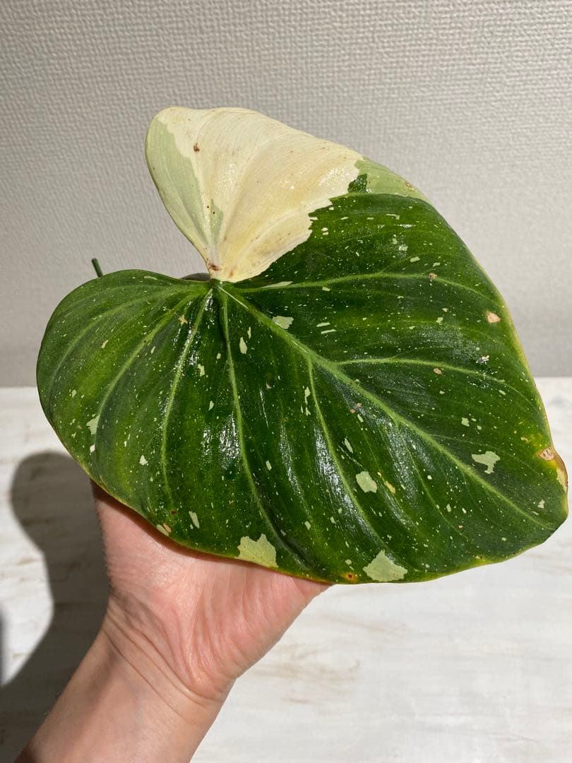 フィロデンドロン グロリオーサム トリカラー 斑入り - メルカリ