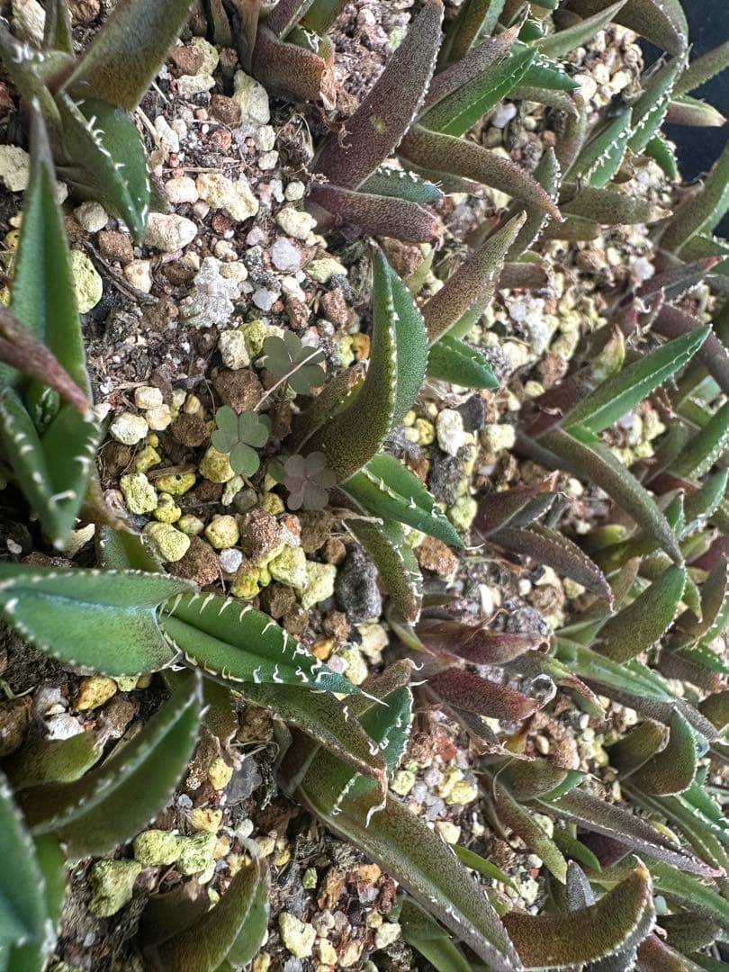 高級品種 多肉植物 アガベ チタノタ 大白鯊 ホオジロザメ 白豪刺 1株