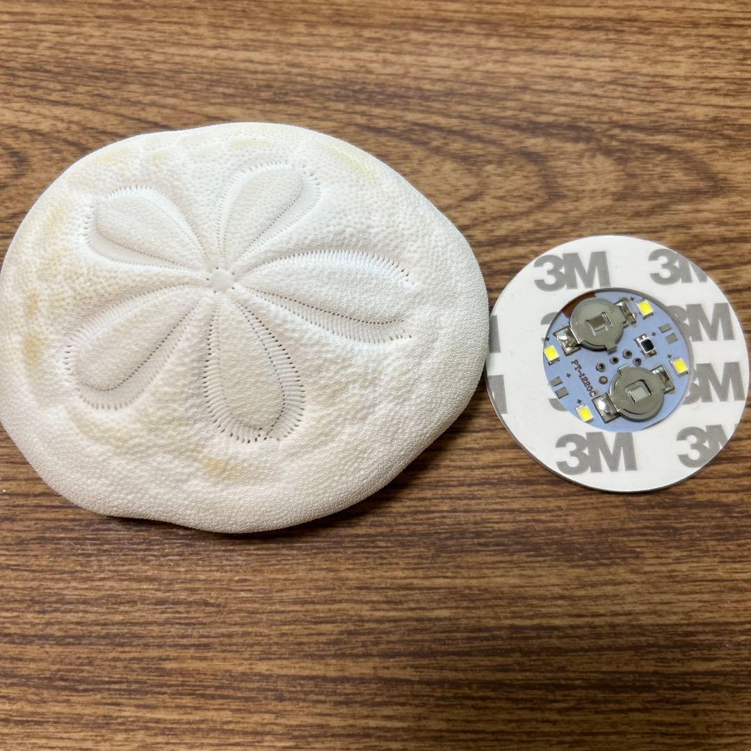 タコノマクラ ウニの仲間 標本 ライト 夏休み 宿題 - メルカリ