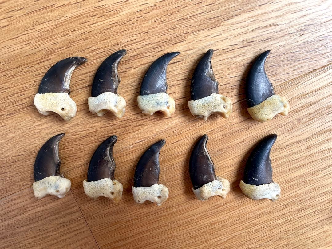 熊爪　ベアクロー　10個セット　標本　キムンカムイ　北海道 2026年最新】Yahoo!オークション -熊 爪の中古品・新品・未使用品一覧