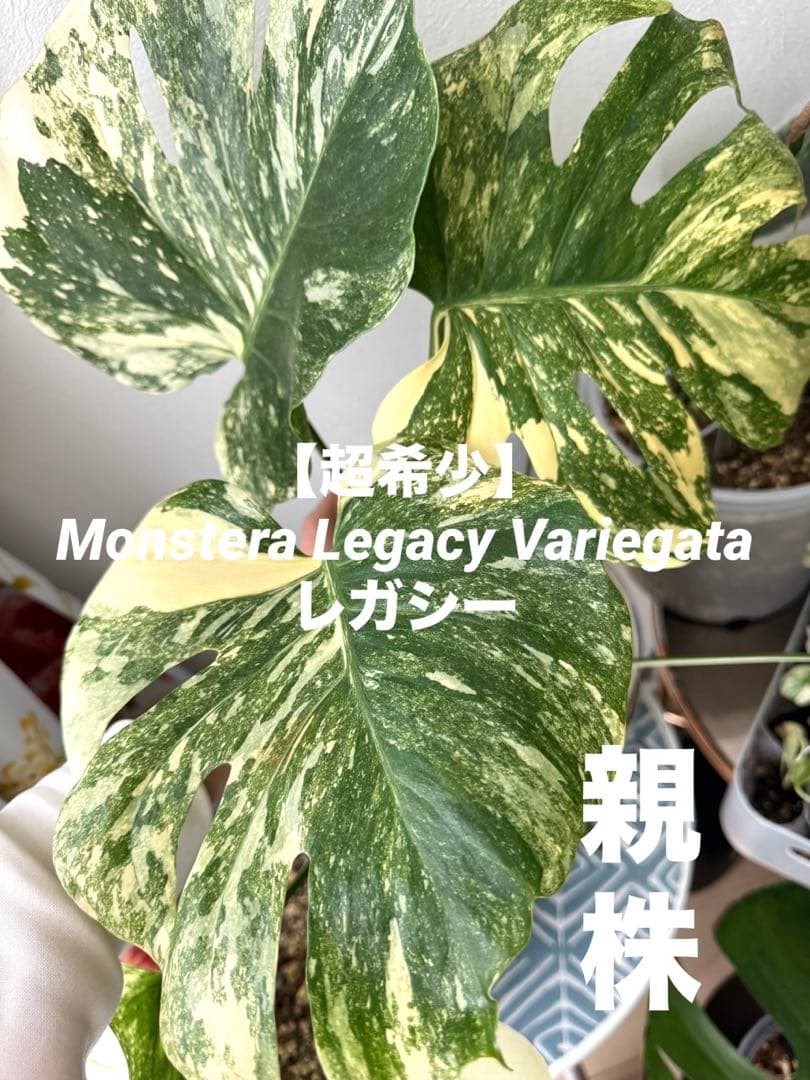 超希少最高級】Monstera Legacy Variegata レガシー - メルカリ