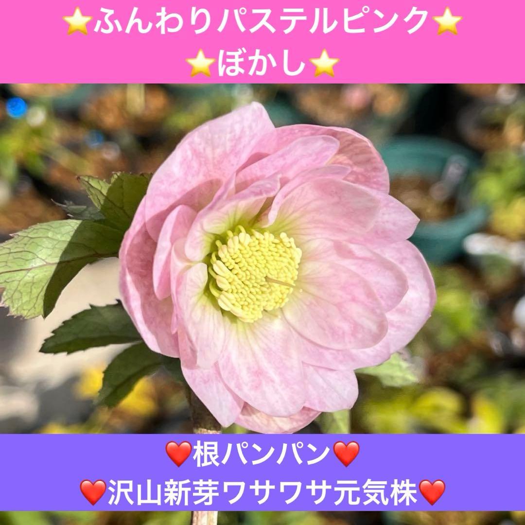 夕*え様 ❤️根パンパン❤️沢山新芽ワサワサ元気株❤️3288⭐️ふんわりパステ 再入荷！［かわり芽］リトルマウンテンパンツ – FUNQTEN