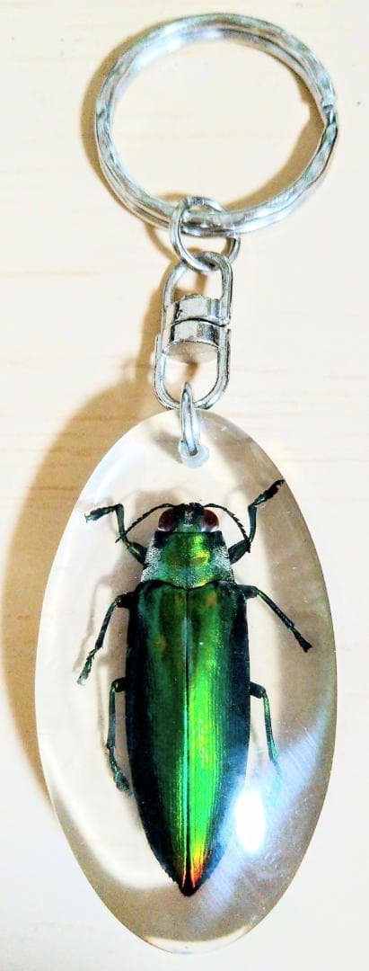 タマムシ キーホルダー 美しい 金運 幸運 標本 昆虫 玉虫 華麗 光沢